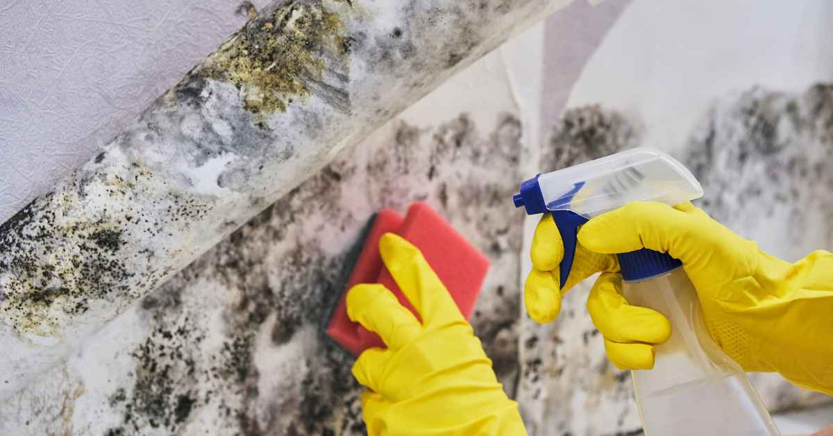 Mold Remediation Guidelines